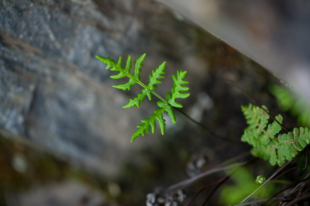 Miniature Leaf