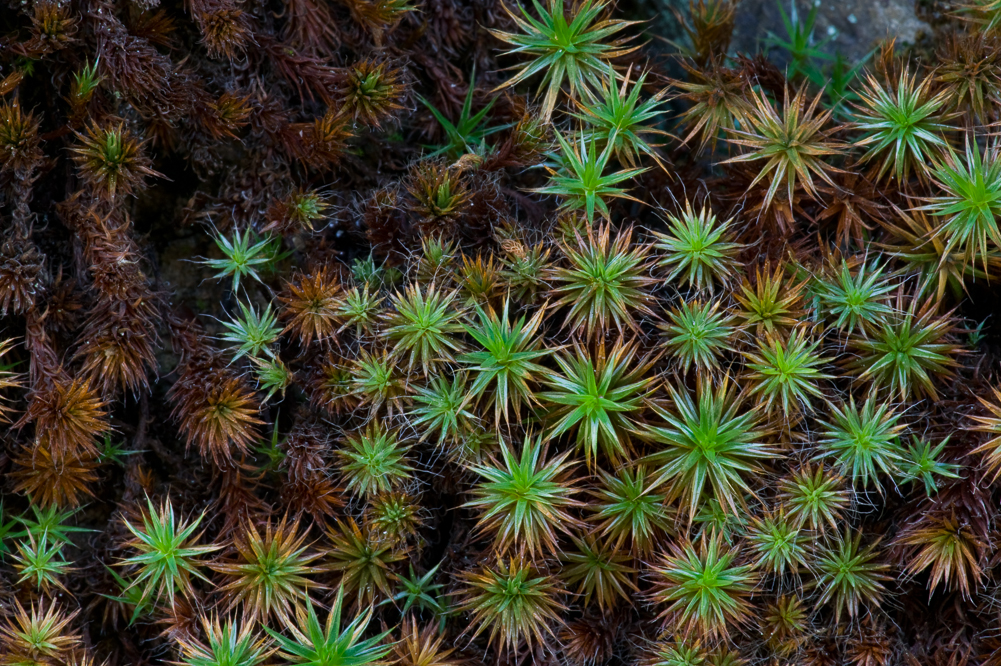 Tiny Stars