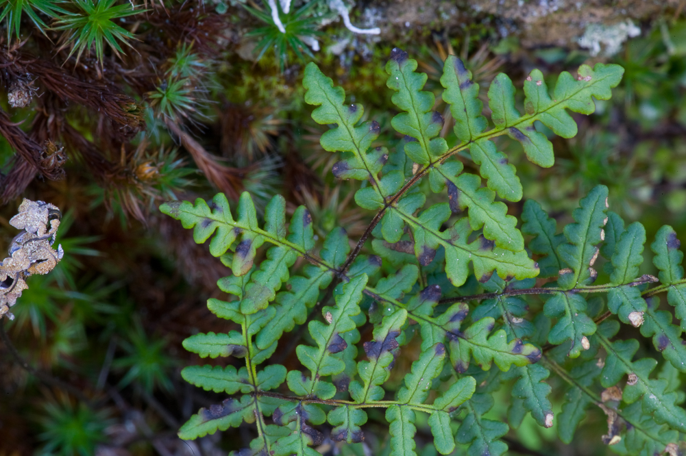 Small Fern